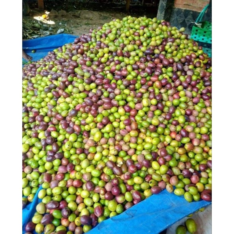 [ Promo  ]  Buah Matoa Fresh 1kg Manis Dan Daging Tebal ( Luar Jawa Tidak Bisa Di Proses)