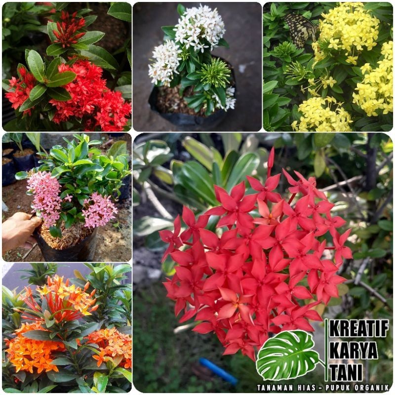 new Tanaman Hias Berbagai Macam Bunga Asoka - Bunga Asoka