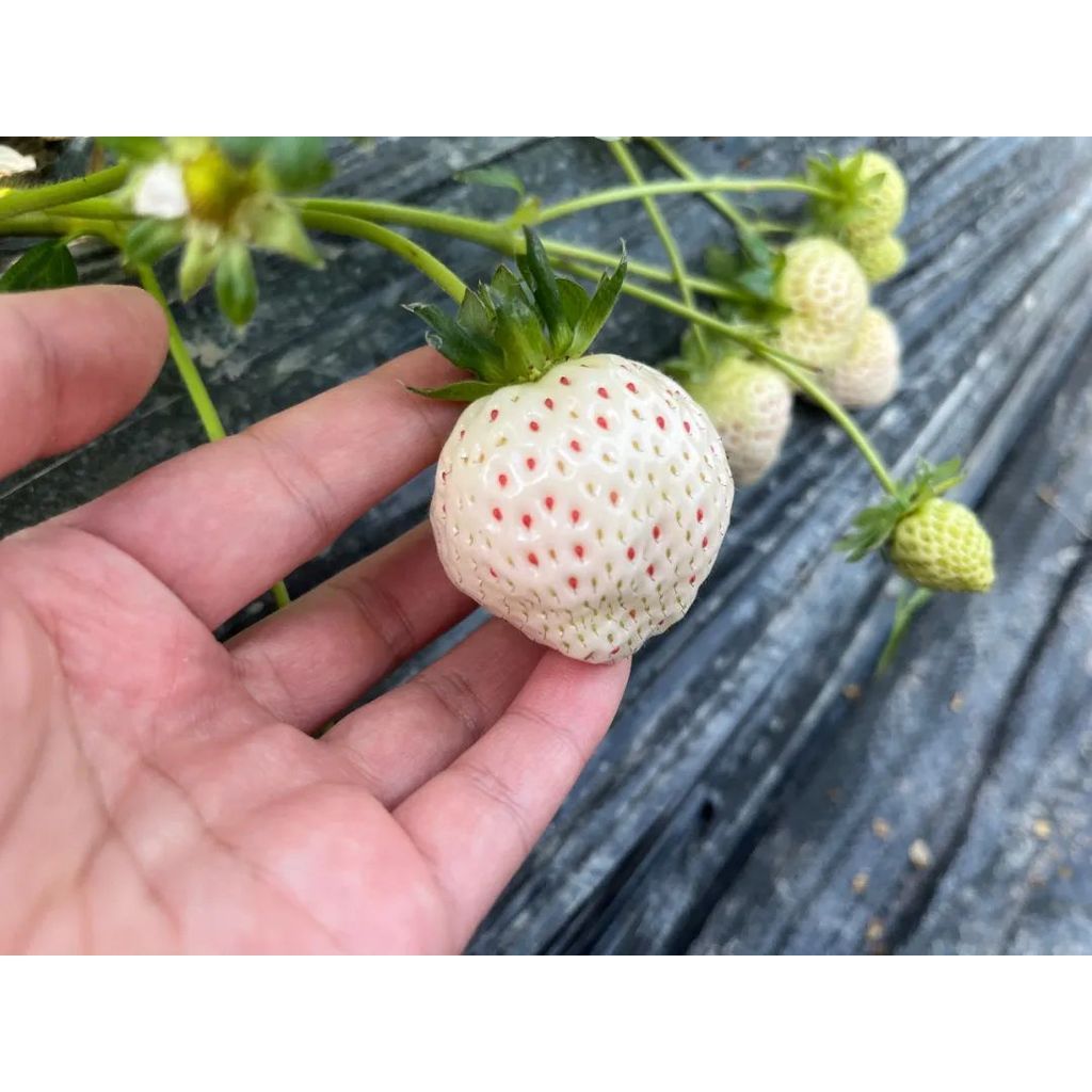 repack benih Biji benih strawberry susu 100pcs+- white strawberry seeds benih buah strawberry putih