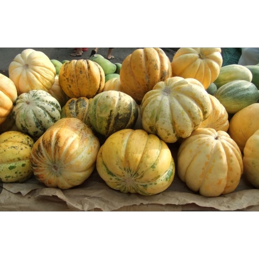 ( 30 biji ) Benih blewah madu | bibit biji blewah | BLEWAH MADU