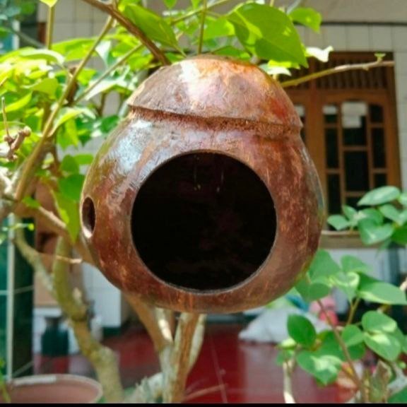 GLODOK BATOK KELAPA SARANG BURUNG KANDANG TERNAK LOVE BIRD PARKIT BAJING TERMURAH GLODOK