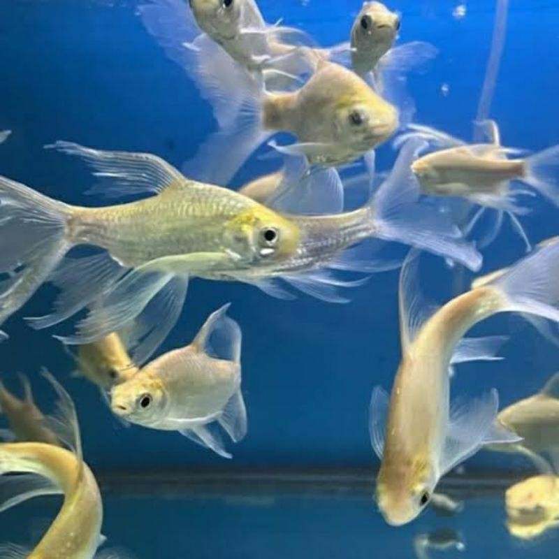 kaviat slayer ukuran 8-10 cm kumpay cantik kapiat