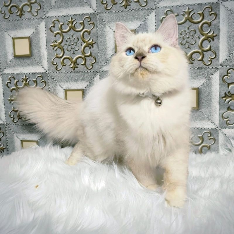 Kucing Persia Himalaya Anggora Ragdoll Kitten