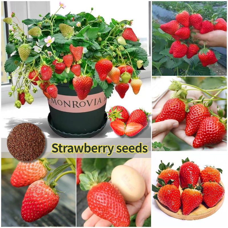 100 Benih Strawberry California Cepat Berbuah Unggul Benih Buah Strawberry Jumbo