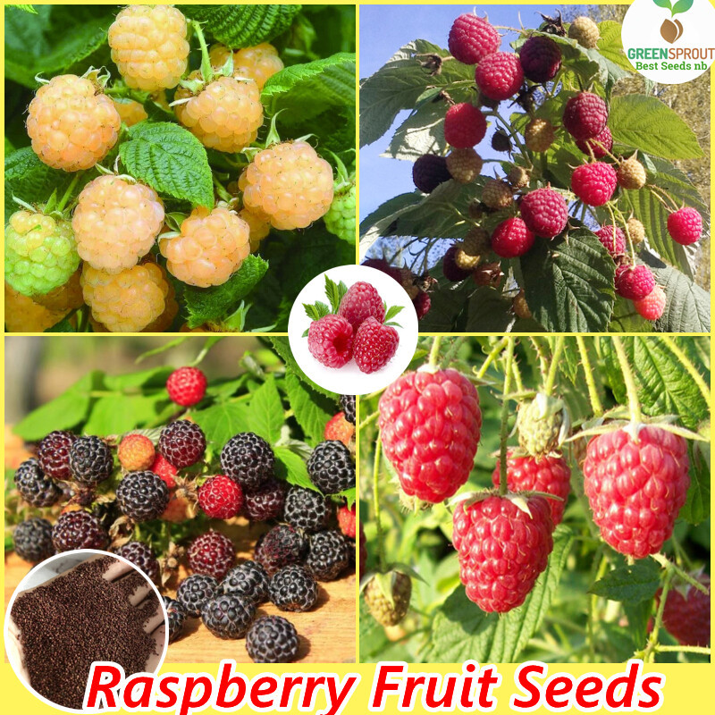 100 Butir biji mixed 3 colors Bibit Benih Biji Buah Raspberry Yellow - Buah Raspberry Kuning - Biji 