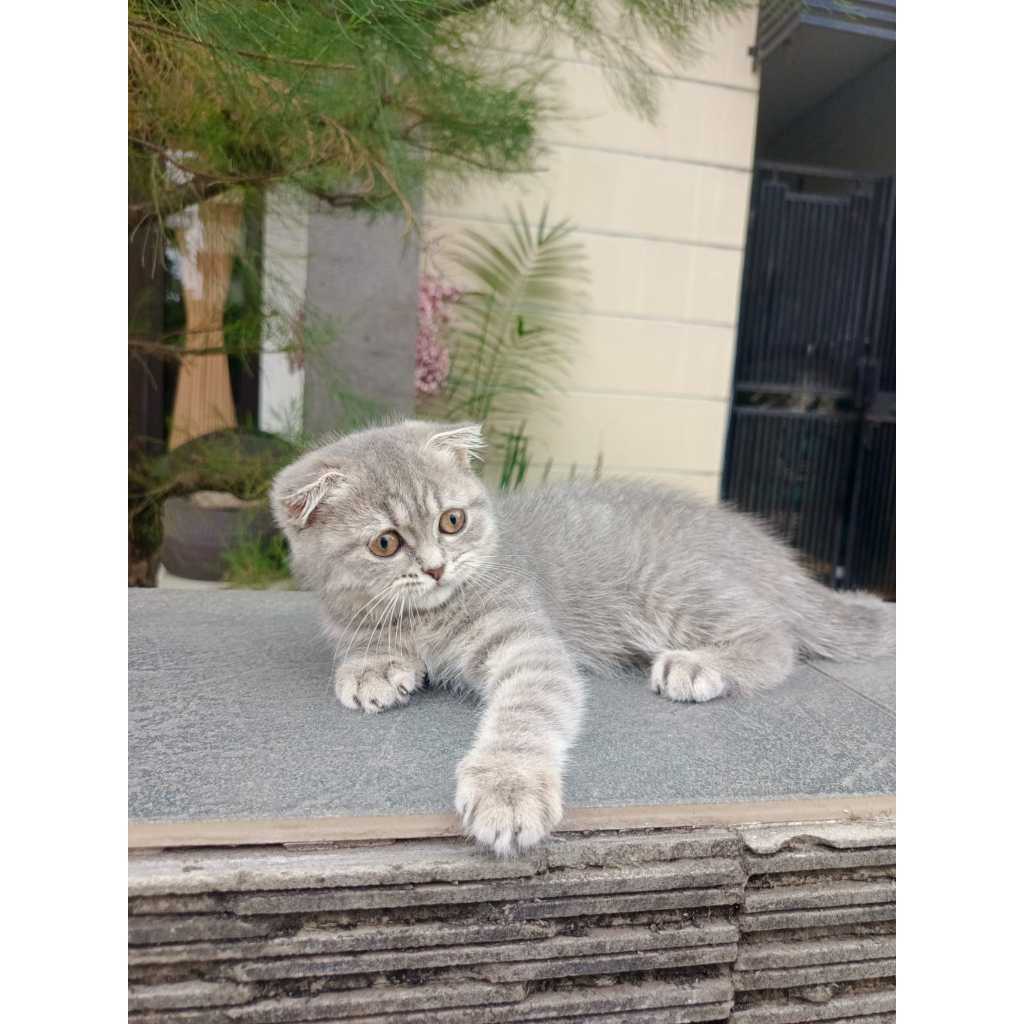 Gaelic Fold Silver Betina Female SF Kucing Kitten Scotish Scottish British Shorthair