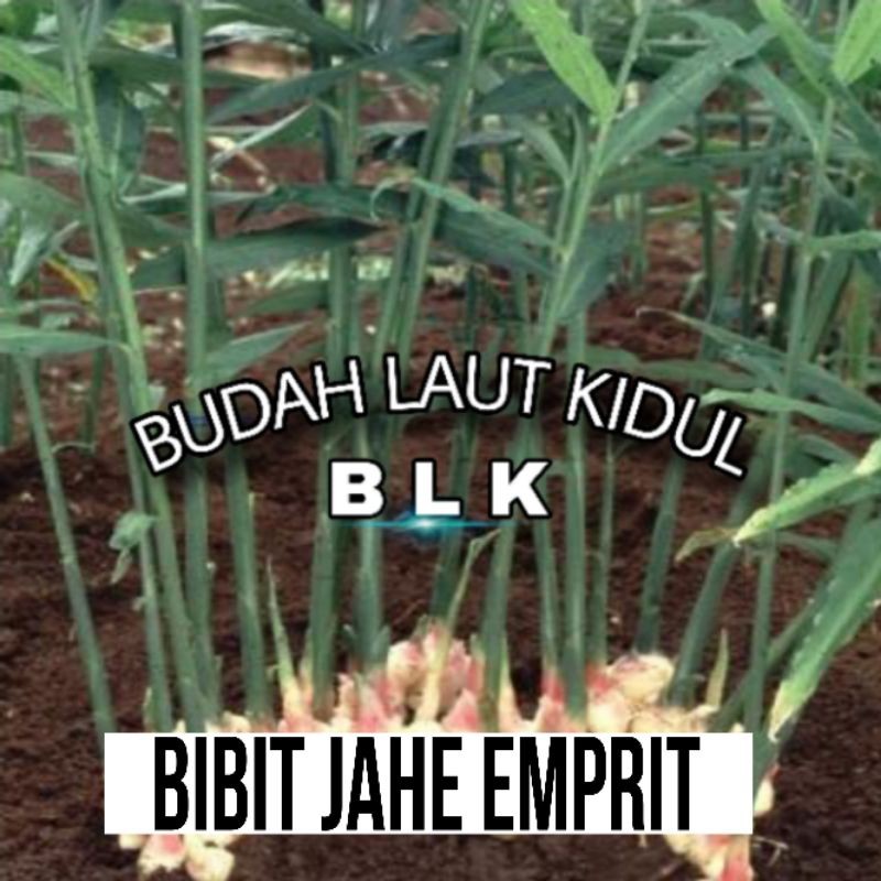 Bibit jahe emprit | Bibit jahe emprit unggul | perpohon - G.R