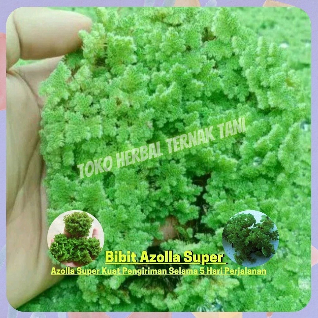 HN07 - Bibit Azolla Azola Microphyla Pinnata Pakan Ikan 100 gram