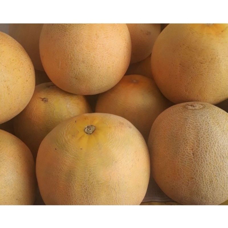 TERMURAH  100 bibit benih melon madu / bibit melon/ bibit melon super