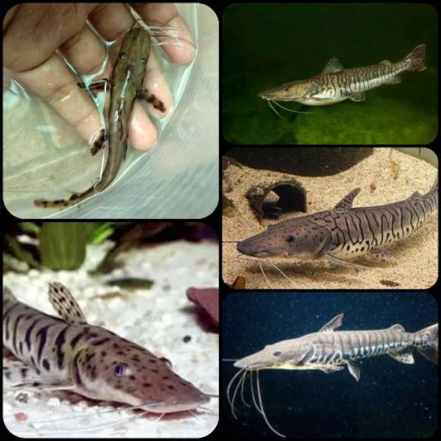 Ikan tsn catfish untuk aquarium sz 8-11 cm