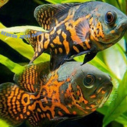 TERMURAH  oscar batik hitam size 6-8 cm ( PAKET ISI 2 )