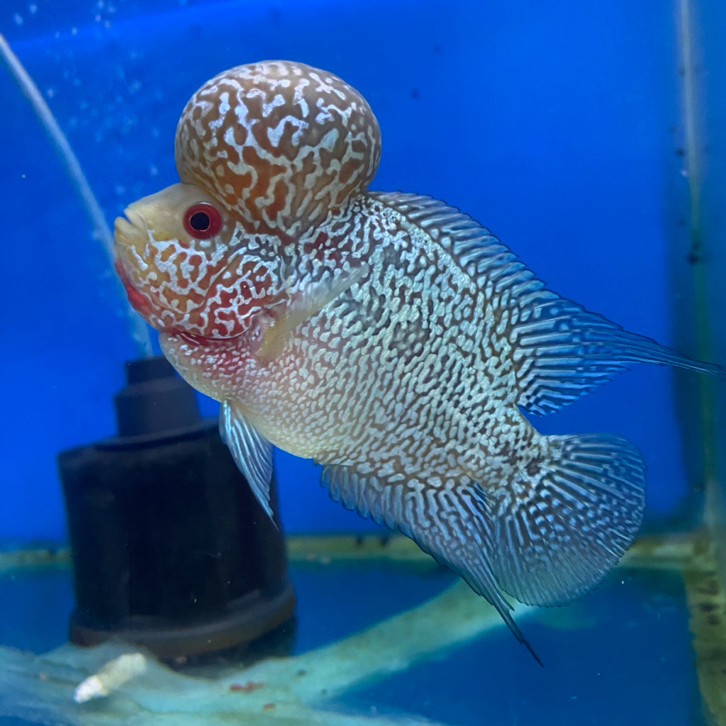 Ikan Louhan SRD bahan Boom Head Jenong Cilnong 4-5 cm Aquarium Kolam