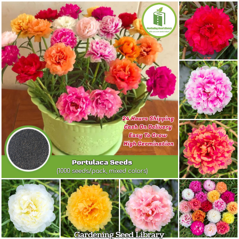 ±100 Benih Bibit Tanaman Bunga Moss Rose biji Bunga Moss Rose Double Mix PREMIUM QUALITY Benih