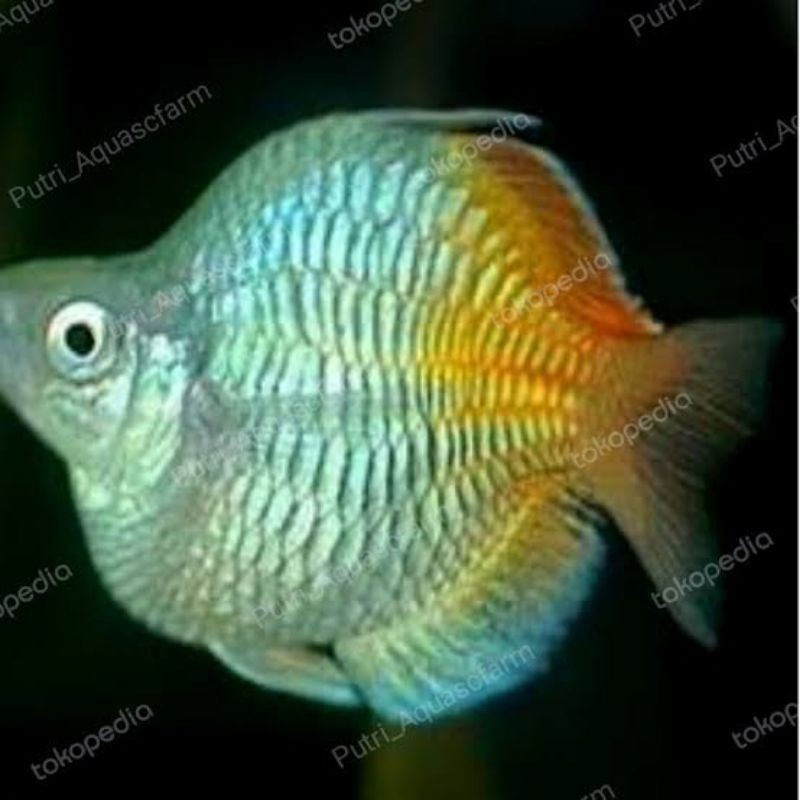 Hiasan Aquarium Rainbow Bosemani BALON rembo Gembul Aman