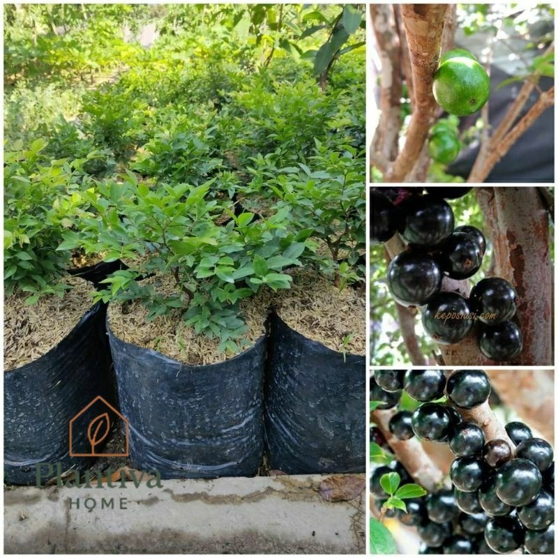 (BISA COD) POHON BUAH ANGGUR BRAZIL - ANGGUR BRAZIL - BUAH ANGGUR