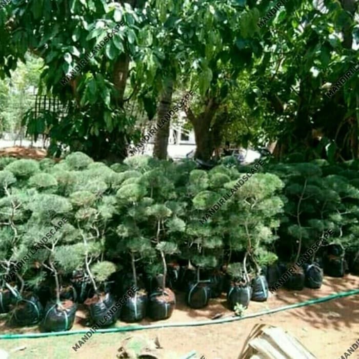 Bibit Bonsai Cemara Udang / Pohon Bonsai Cemara Udang