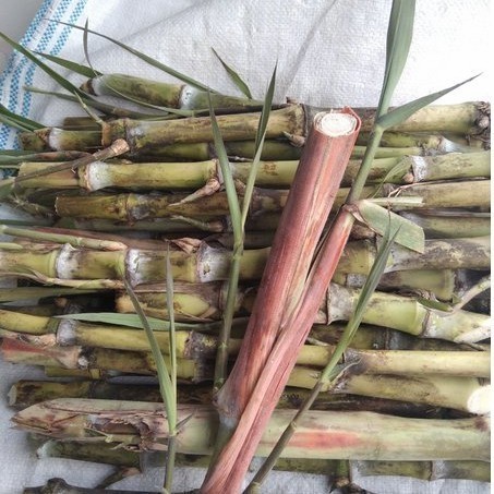 bibit benih terubuk/terubuk endog tiwu telor tebu Bibit Unggul siap Tanam Lestari Alamku per 1 kg