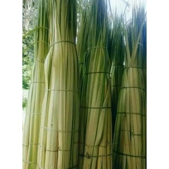 Daun Kelapa Muda untuk Kerajinan & Dekorasi – Natural dan Fleksibel