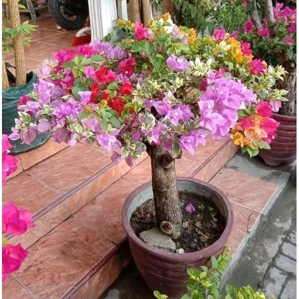Bibit Bugenvil Bougenville Mini Bonsai Batang Besar Pendek ( ID Warna Random ) Super Unggulan