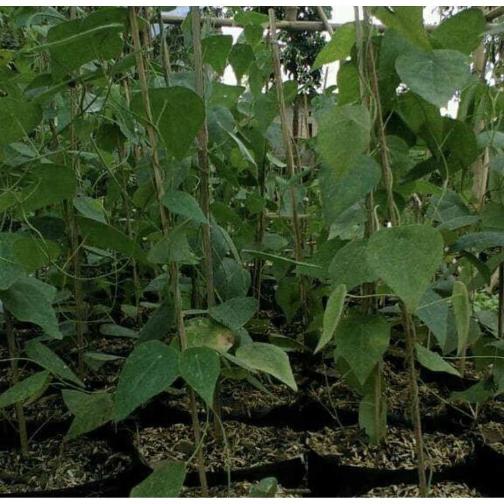 Pohon Cincau Bulu Tanaman Herbal Cincau Bulu / Pohon Cincau Rambat