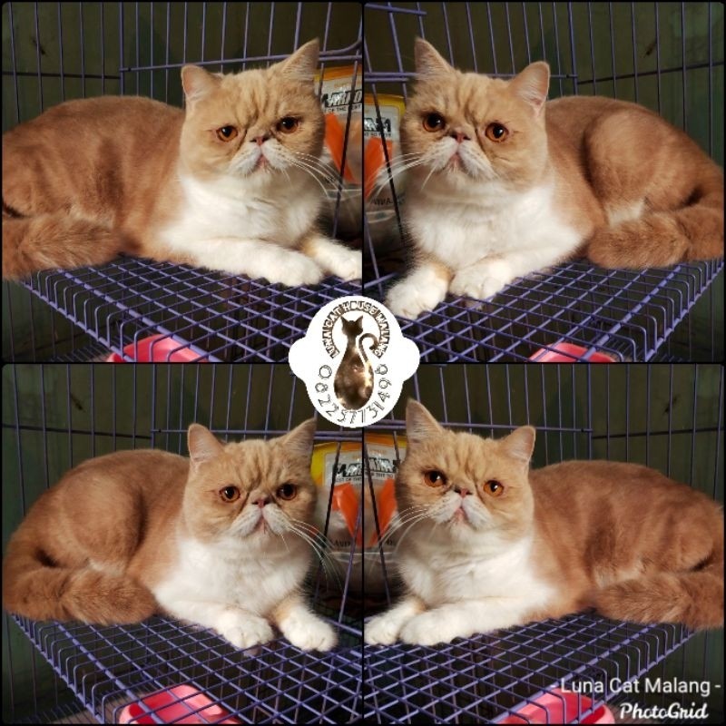 kucing peaknose exotic