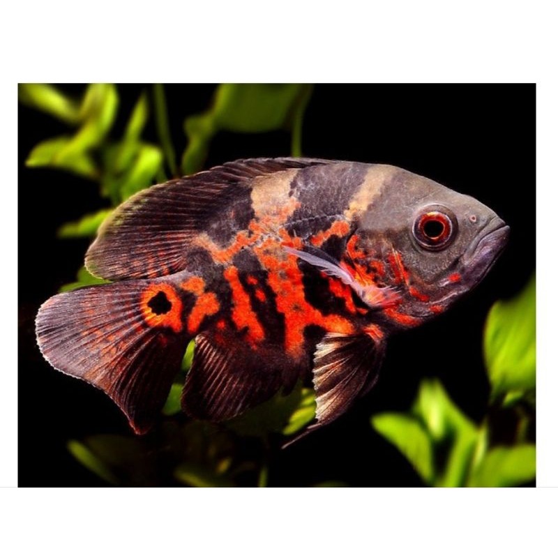 Ikan Oscar batik good marking 7-9 cm pilihan