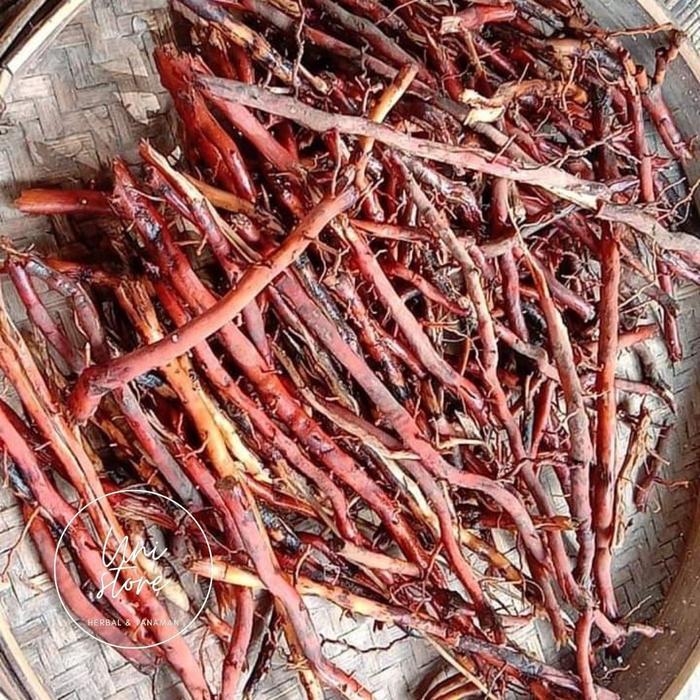 akar pohon kelapa 1 kg cod