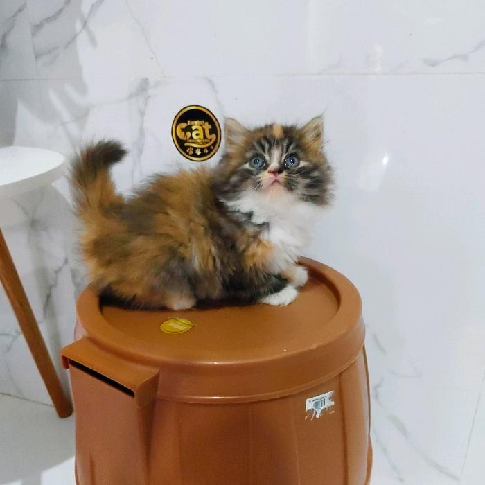 kucing persia muchkin calico lucu