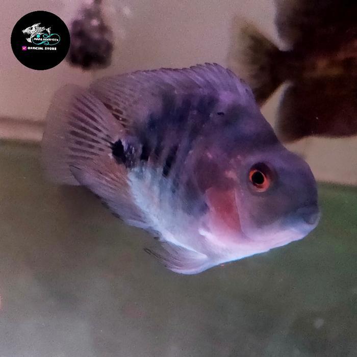 Promo IKAN BLUE PARROT CICHLID TANKMATE Terlaris