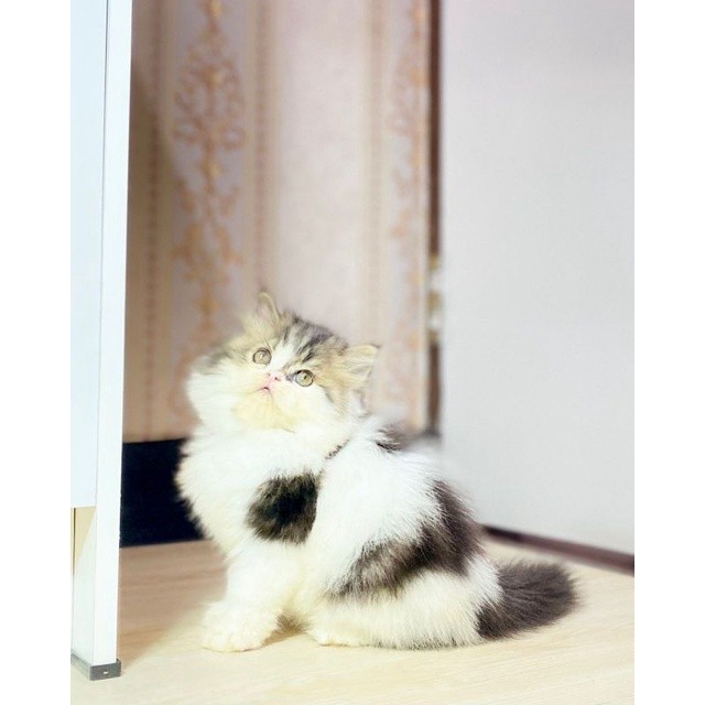 Kucing Persia Flatnose