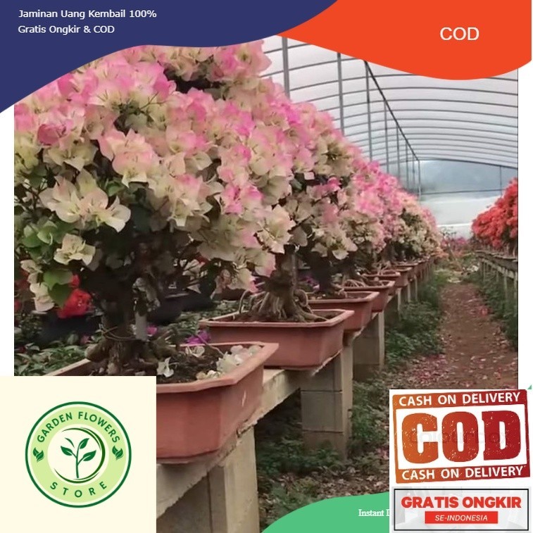 new Tanaman hias bunga Bougenville Bengawan Solo bibit ori (COD)