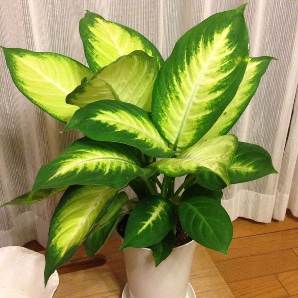 Aglonema Tisue//Diven Tisue Gold Cocok Untuk Hiasan Ruangan Indor Dan Outdor