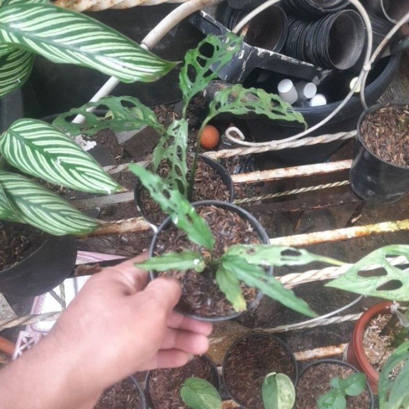 monstera obliqua janda bolong obliqua