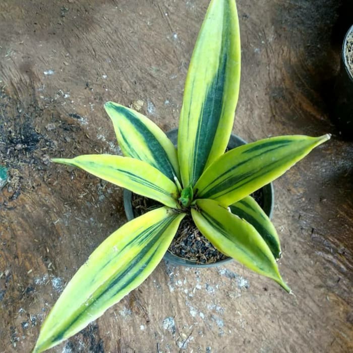 Tanaman Hias Sansevieria Golden Flame - Sensivera - Sansivera
