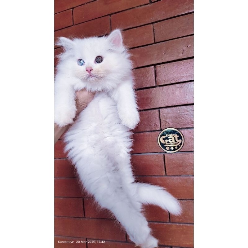 kucing persia muchkin odd eye