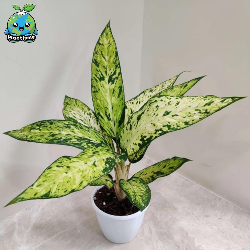 Tanaman Hias – Star Bright Plant Dieffenbachia ‘Star Bright’ Dumb Cane Variegata Aroid