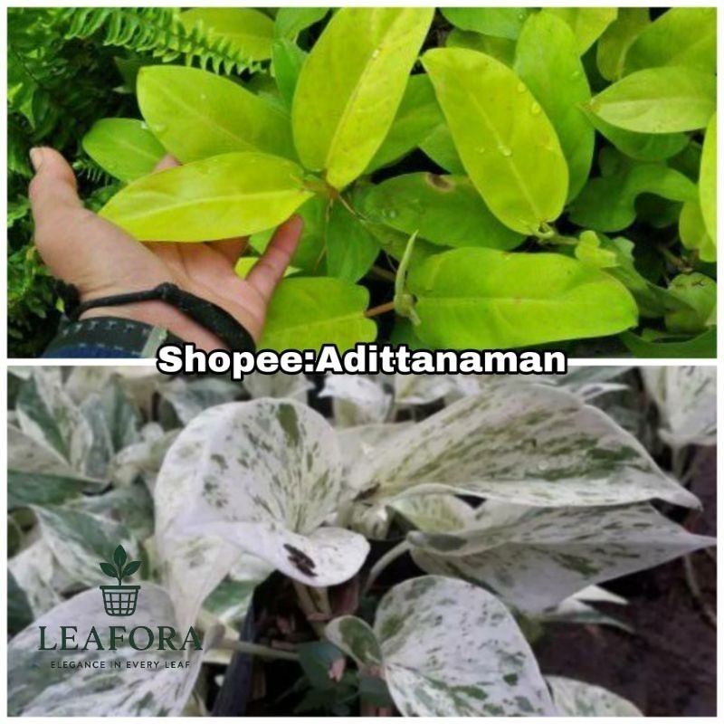 paket murah 2 tanaman srigading variegata tanaman srigading putih  tanaman srigading centong