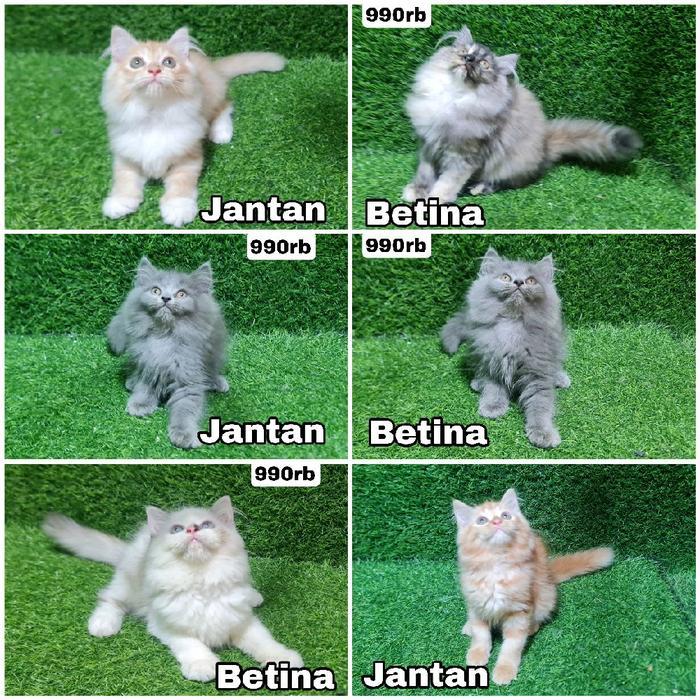 JUAL KITTEN PERSIAN MURAH PERSIA ANAK KUCING
