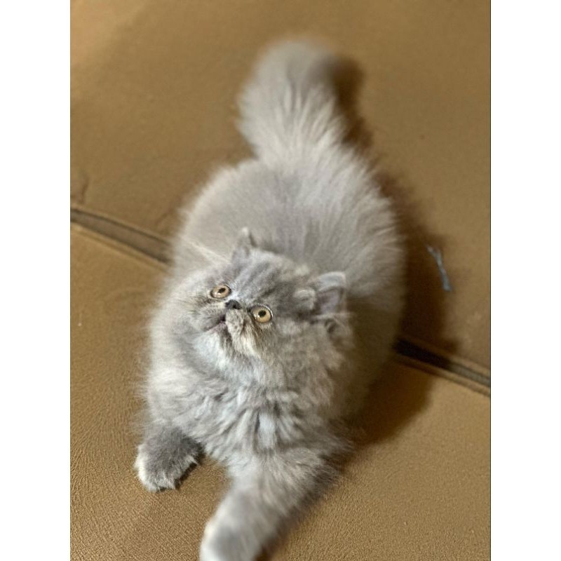 kucing persia peaknose abu betina kitten long hair lucu mainan bulu