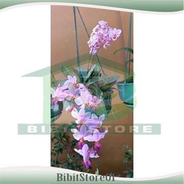 anggrek bulan mini doritis dewasa