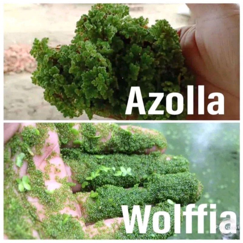 Paket Lengkap Azola 900Gram & Wolfia 200Gram + Bublewarp Azolla Wolffia