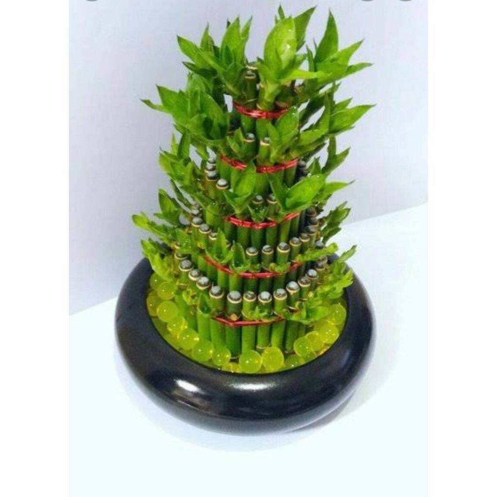 Bunga Hias Bambu Sumber Rejeki//Bambu Hoki 3Tingkat