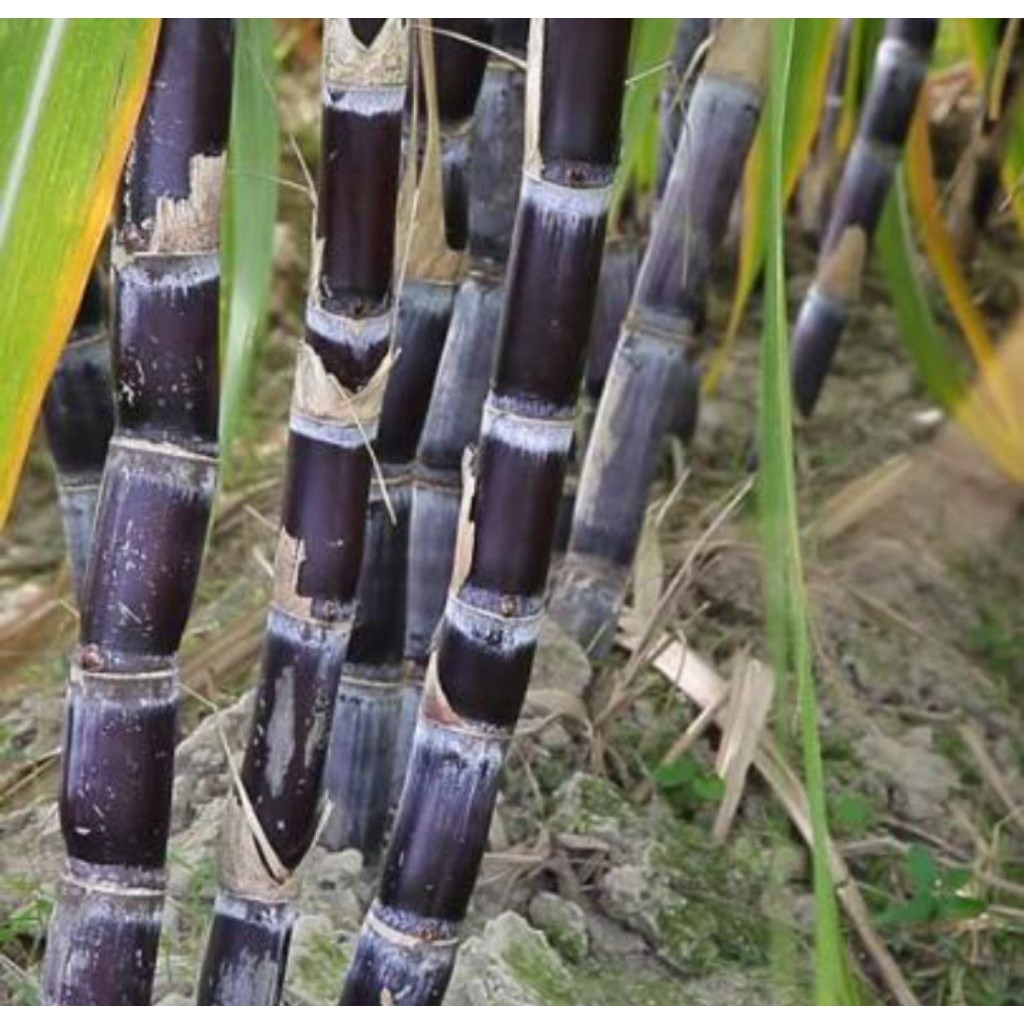 Tebu Wulung Tebu Hitam Tebu Ireng Segar Siap Panen depan rumah