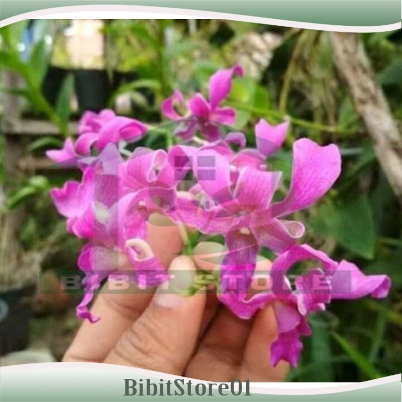 Anggrek Dendrobium Tual Maluku Perawatan Mudah