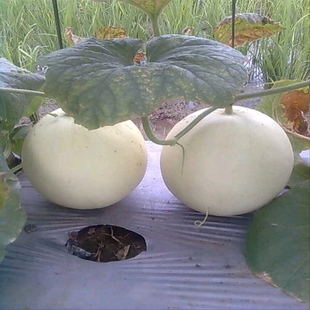5 benih melon honey globe hibrida -MYSEEDGARDEN