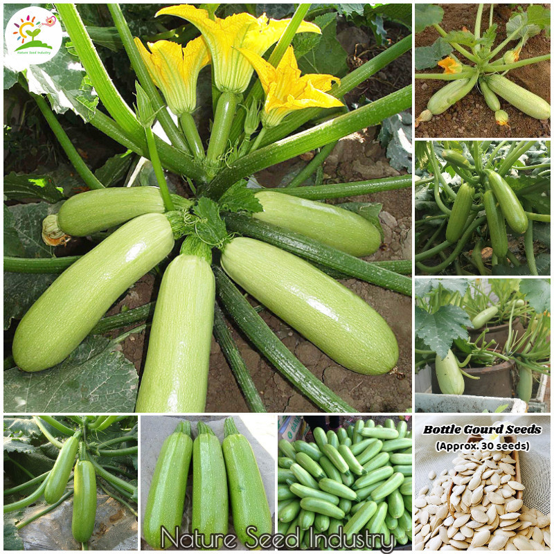 30 Biji - Benih LABU AIR, Labu blonceng panjang