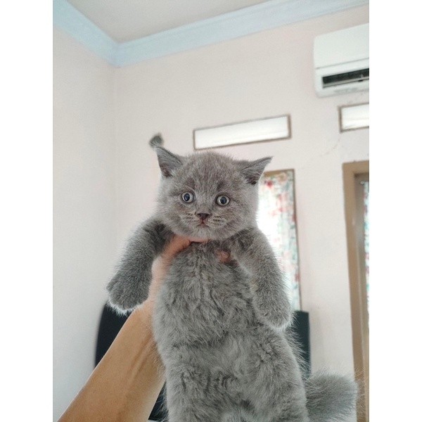 Kucing British shorthair