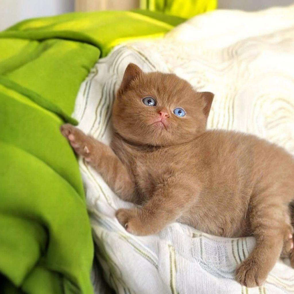 Kitten British Shorthair Scottish Fold BSH SF Non Ped Parent Import