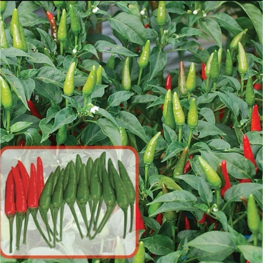 ( RIMBUN ) ( BISA COD ) Bibit Tanaman Cabe Rawit Hijau Rimbun / Pohon Cabe Rawit Ijo Untuk Sambal