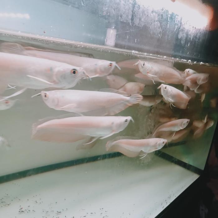 arwana baby silver brajil - 7-8 cm